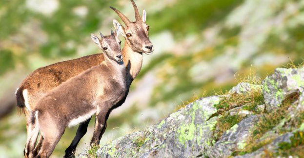 Coraz mniej kozic w Tatrach. Wiosną naliczono 740 osobników. 10 lat temu było ich 1107