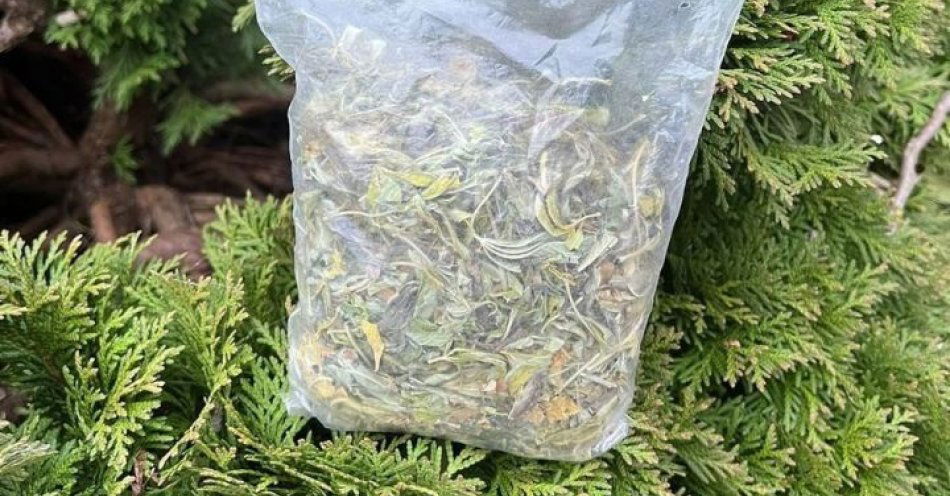 zdjęcie: Narkotyki ukryte w krzewie tui zatrzymano mężczyznę / fot. KPP Sandomierz
