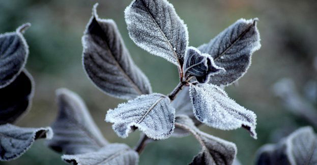 Przymrozki