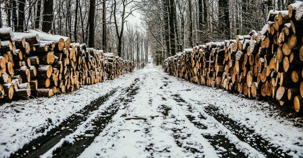 Za kradzież drewna z lasu podejrzanym grozi do 5 lat więzienia