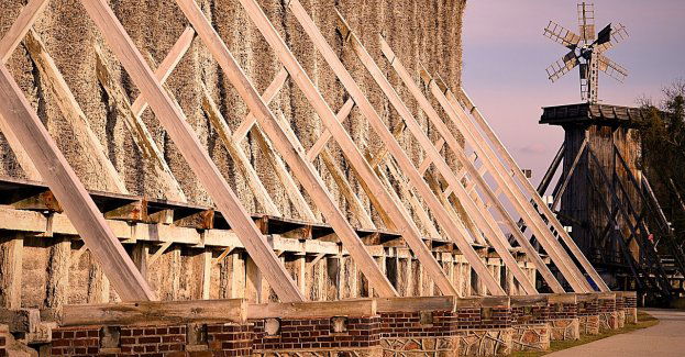 Tężnia solankowa i restauracja powstanie obok dębu Bartek w Zagnańsku