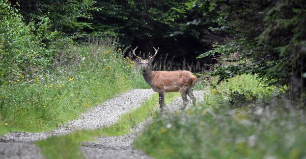 Uwaga! zwierzęta na drodze!