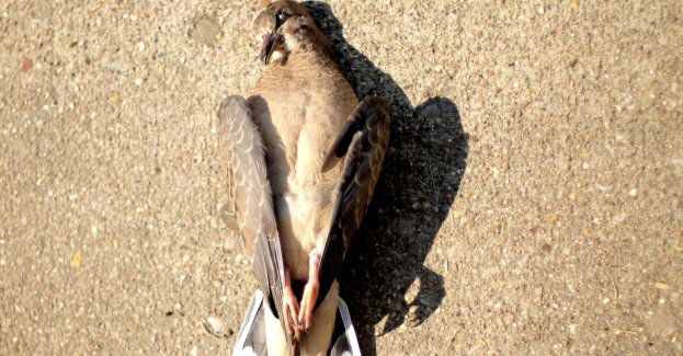 Martwe ptaki w Parku Wilsona; sprawą zajmuje się m.in. policja