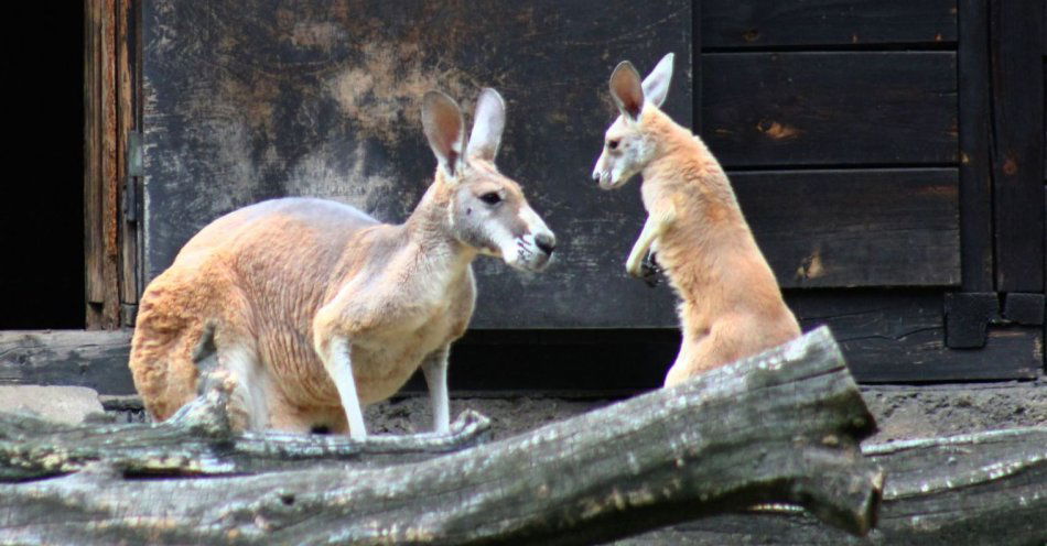 zdjęcie: Kangurzątko urodziło się w warszawskim ZOO / fot. nadesłane