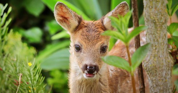 Niehumanitarnie dobił ranną sarnę – odpowie karnie