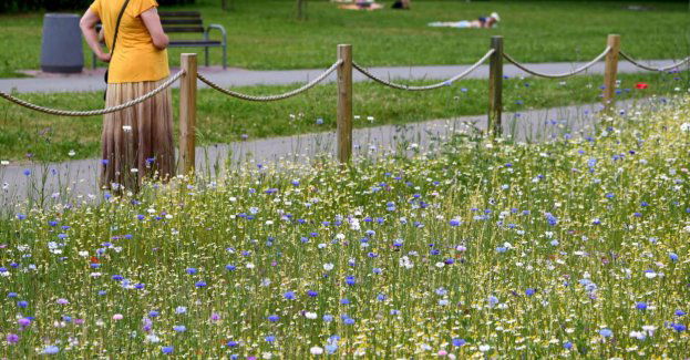 Trzeba kosić trawę, ale róbmy to rzadko