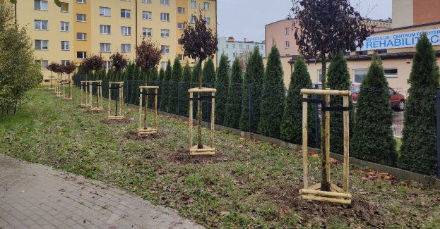 Jesienne nasadzenia drzew w Rzeszowie