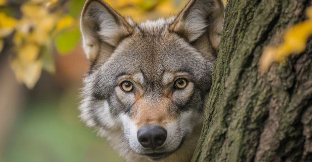 W pilnych sprawach decyzje ws. wilków możliwe telefonicznie