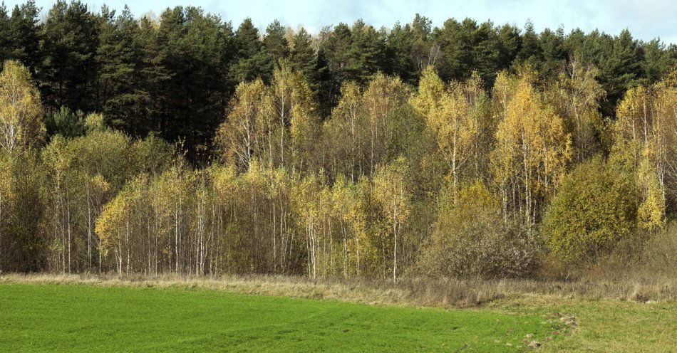 zdjęcie: Lasy Państwowe zapowiadają opryski lasów / v9671435
