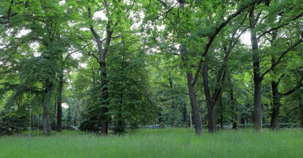 Jaka przyszłość terenu zieleni z kortami przy Pułtuskiej?