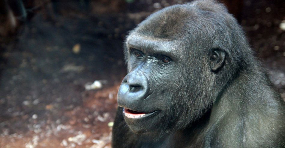 zdjęcie: Domówka u goryli w Warszawskim ZOO / fot. nadesłane