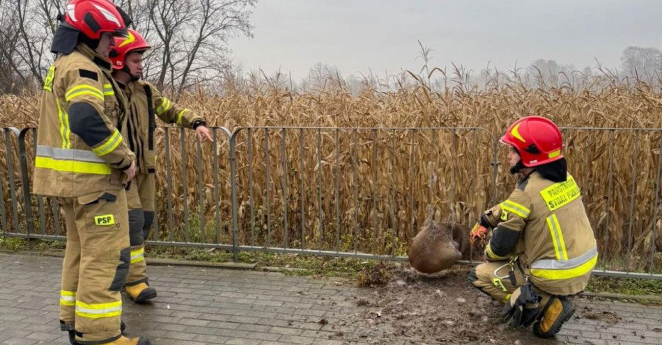 zdjęcie: Policjanci uratowali sarnę uwięzioną w przydrożnej barierce / fot. KMP w Dąbrowie Tarnowskiej