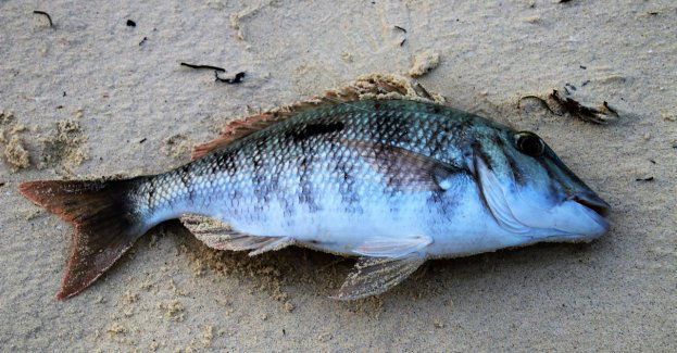 Od 29 kwietnia z Kanału Gliwickiego wyłowiono prawie półtorej tony martwych ryb