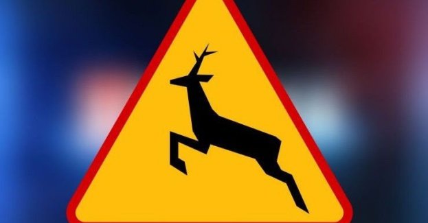 Uwaga kierowcy Coraz więcej zdarzeń z udziałem dzikich zwierząt