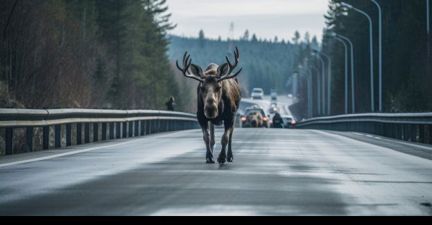 Wypadki z udziałem łosi; nie żyje motocyklista