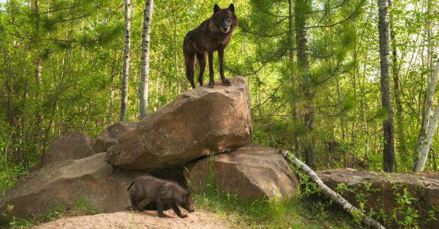 Czarne wilki zaobserwowano w świętokrzyskich lasach