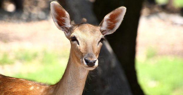 Nocne zdarzenie drogowe na Pustkowiu