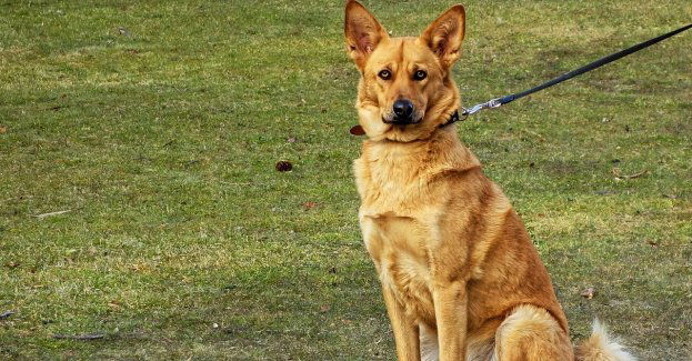 Rozpoczął się proces kobiety i mężczyzny, oskarżonych o znęcanie się nad psem