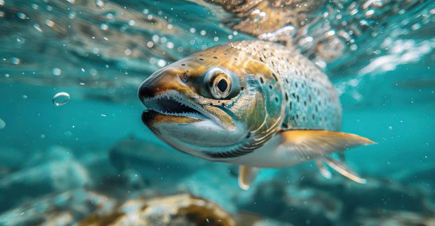 MKiŚ chce dopisać bolenia i łososia atlantyckiego do gatunków chronionych w Ujściu Wisły