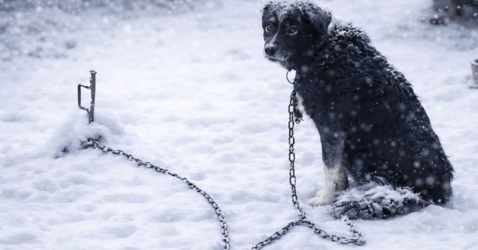 zdjęcie: Zadbaj o zwierzęta w mroźne dni. Apel policji i praktyczne rady / fot. KPP w Kamieniu Pomorskim