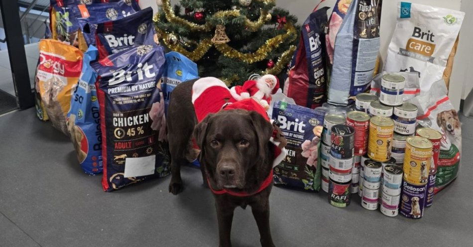 zdjęcie: Policyjna paka dla schroniska w Łodzi. Karma i prezenty dla Marmurowej / fot. KMP w Łodzi