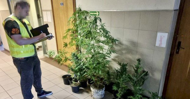 Pomiędzy warzywami w szklarni posadził marihuanę. Policjanci zatrzymali 43-letniego mieszkańca Gminy Kobylnica.