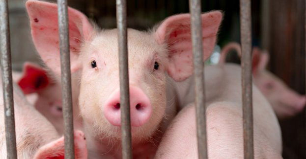 Śledztwo ws. nielegalnej ubojni, są pierwsze zarzuty