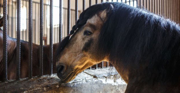 Kara więzienia w zawieszeniu za znęcanie się nad koniem