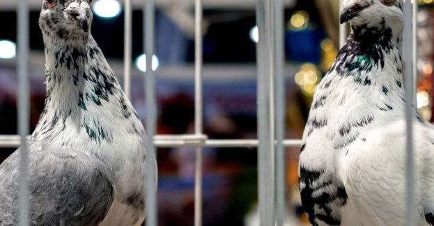 „Tradycyjna hodowla i loty gołębi pocztowych” na Krajowej Liście Niematerialnego Dziedzictwa Kulturowego