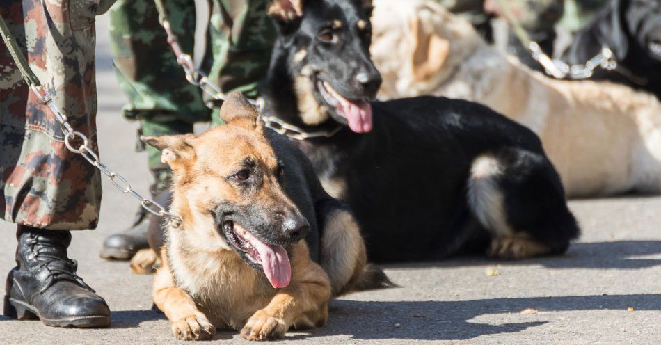 zdjęcie: Rola psów w naszej służbie jest nieoceniona / v20681283
