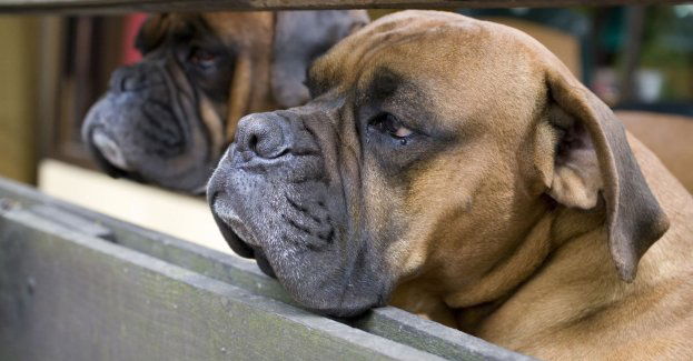Właścicielka hodowli psów z zarzutem znęcania się nad zwierzętami