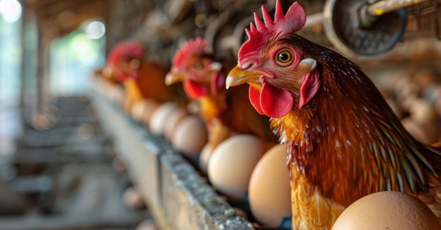 Producenci jaj prognozują stabilizację wzrostu cen