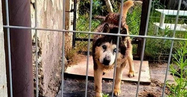 70-latek znęcał się nad czworonożnym przyjacielem.