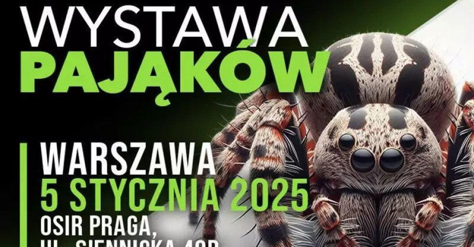 zdjęcie: Wystawa pająków - ZooEgzotyka / kupbilecik24.pl / Wystawa pająków - ZooEgzotyka