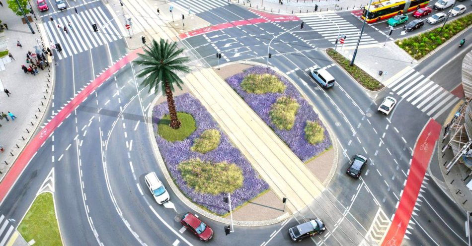 zdjęcie: Zielona rewolucja wokół słynnej palmy. Zniknie beton / fot. nadesłane