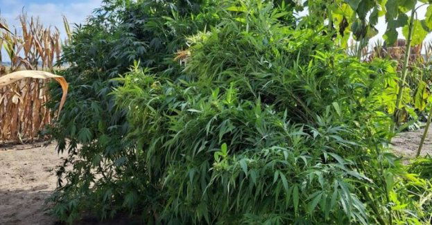 Zamiast warzyw 65- latka hodowała… konopie indyjskie