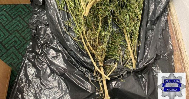 W mieszkaniu 59-latki skradziony przedmiot... i marihuana