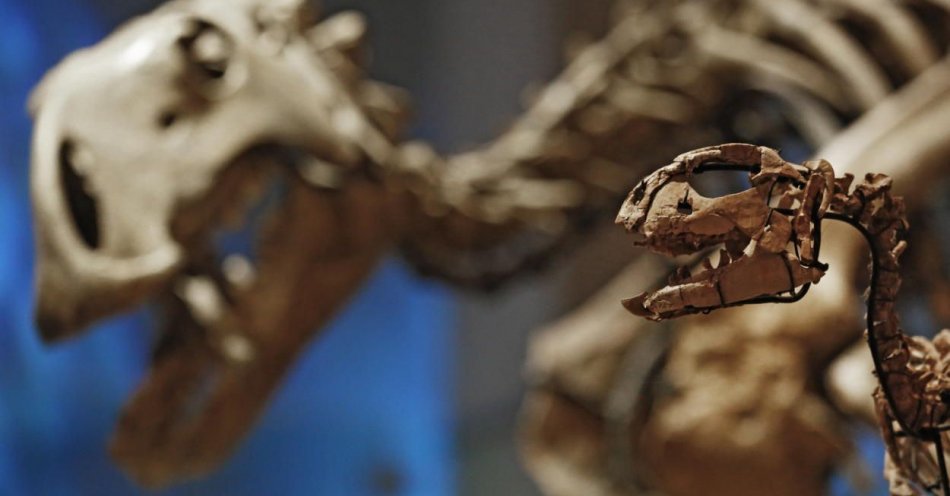 zdjęcie: Przodkowie dinozaurów mieli pancerze / fot. PAP