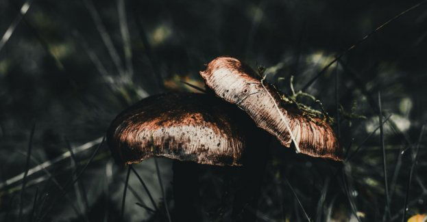 Wybierasz się na grzyby? Zadbaj o swoje bezpieczeństwo!
