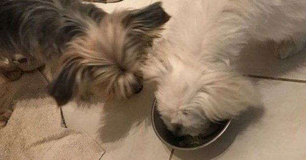 W mrozy marzną również zwierzęta. Szczególnie o nie zadbajmy właśnie w tym okresie!