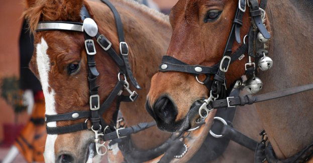 Z 286 przebadanych koni dwa niedopuszczone do pracy
