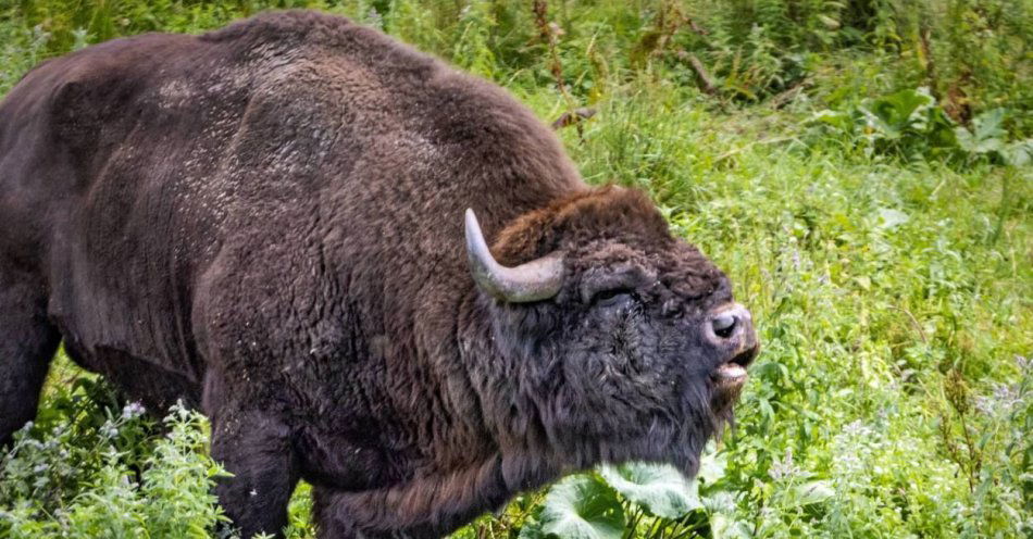 zdjęcie: Mija 60 lat od powrotu żubra w Bieszczady / fot. PAP