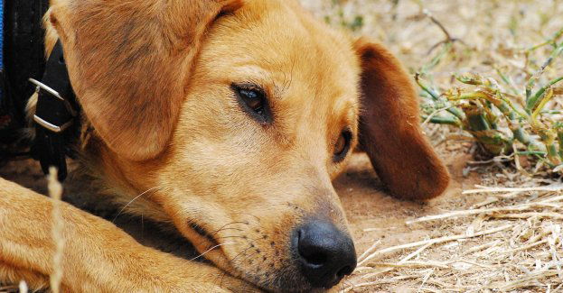 Były kierownik schroniska nie przyznał się do znęcania się nad psami