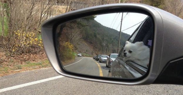 Apelujemy ! Nie pozostawiajmy dzieci i zwierząt w samochodach podczas upalnych dni