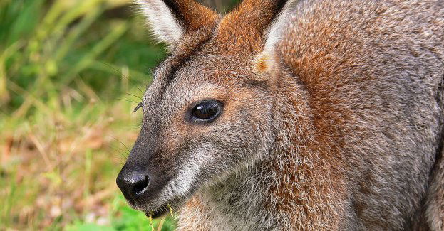 Kangur pod Włocławkiem