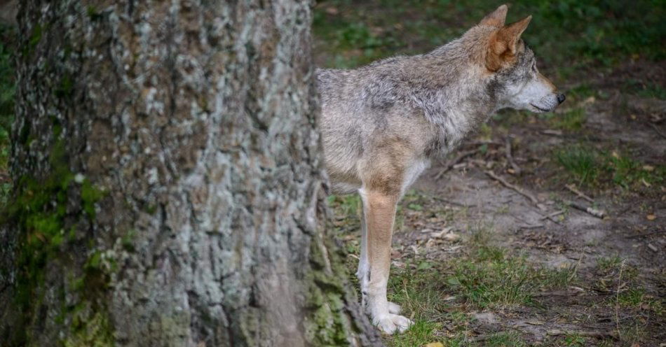 zdjęcie: Burmistrz Paczkowa ostrzega przed wilkami / fot. PAP