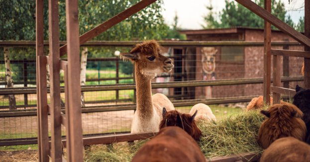 Areszt dla podejrzanego o zlecenie spalenia alpak i lamy byłej żony