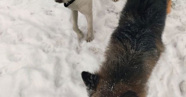 Dzielnicowi odnaleźli zbłąkane psy i przekazali je właścicielce