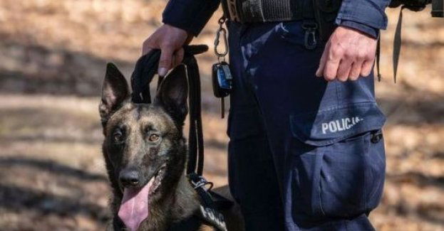 Policyjny pies patrolowo-tropiący odnalazł i doprowadził przewodnika do 36-letniego mężczyzny w kryzysie emocjonalnym, którego życie i zdrowie było za