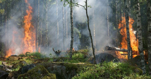 Pożar lasu na terenie leśnictwa Czapliniec; w akcji 14 zastępów straży